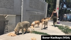 İnsanlardan gördükleri kötü muamele nedeniyle birçok köpek korku içinde karnını doyurmaya çalışıyor.