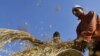 روس نے گندم کی برآمد پر پابندی اٹھا لی