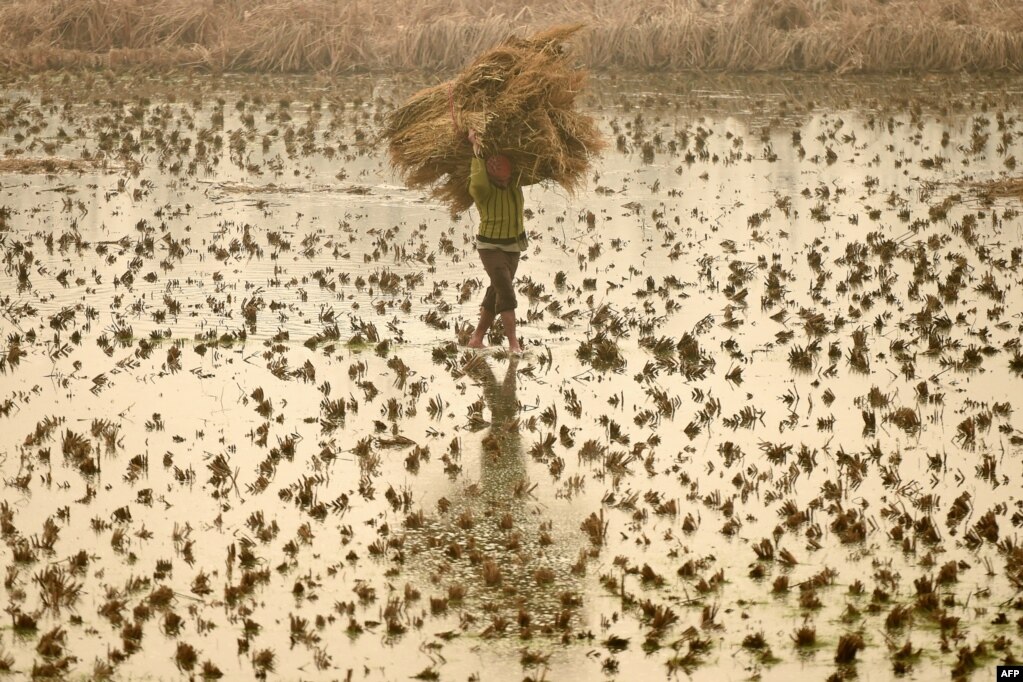 인도 스리나가르의 밭에서 농부가 건초를 들고 이동하고 있다.