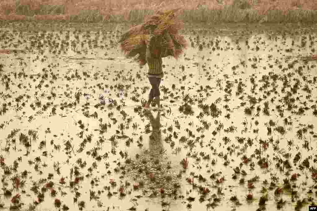 A Kashmiri farmer carries hay through a flooded field in the south of Srinagar, India.