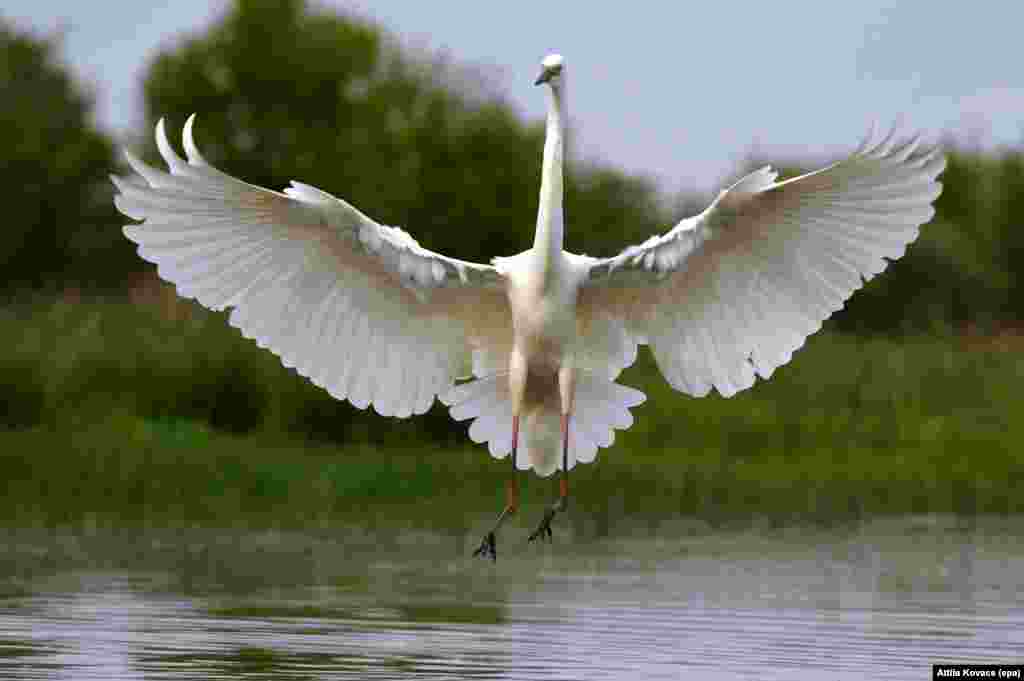 A white great Egret (Egretta alba) takes off in the Hortobagy National Park, situated some 200 kms east of Budapest, Hungary.