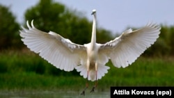 Birds might be smarter than we thought. Good news for the Great White Egret pictured here, Budapest, Hungary, 17 April 2016. (Photo EPA/Attila Kovacs)