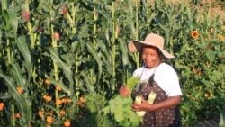 Les annonces du gouvernement zimbabwéen font craindre les agriculteurs noirs