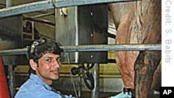 Refugee Workers Find Jobs in US Dairy Industry