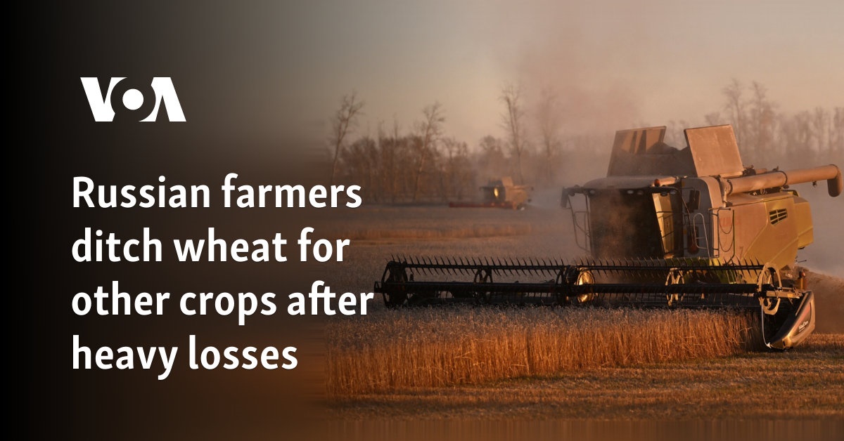 Russian farmers ditch wheat for other crops after heavy losses