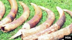 Elephant tusks seized in Kenya, which like Mozambique, has a serious poaching problem.