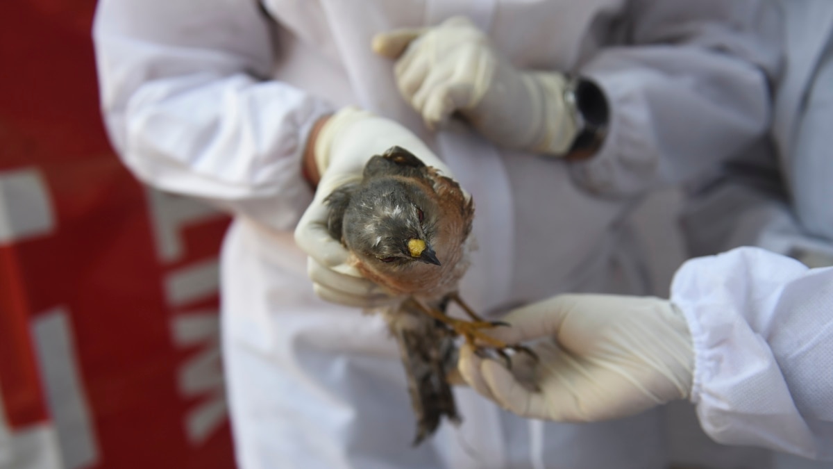 Asian Farmers Battle New Bird Flu Outbreak - Vimarsana News