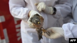 Volunteers wearing Personal Protective Equipment (PPE) as a precaution against the spread of bird flu treat an injured rescued bird at a temporary shelter in Ahmedabad on January 13, 2021. (Photo by SAM PANTHAKY / AFP)