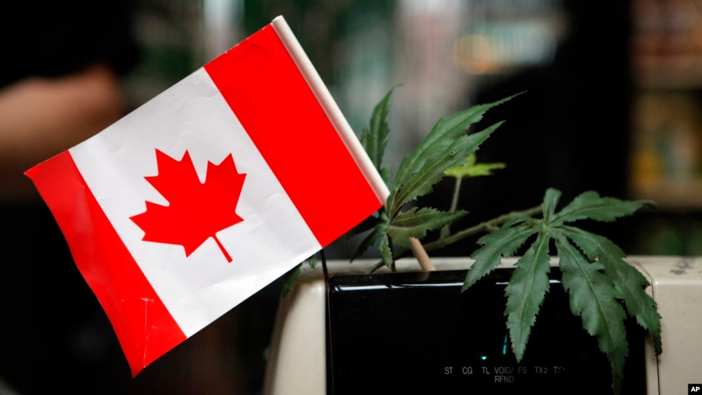 Resultado de imagen para canadÃ¡ legaliza la venta de marihuana