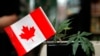 Canadá sigue los pasos de Uruguay sobre la marihuana