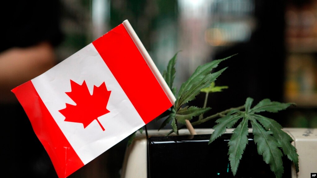 Image result for daun ganja