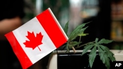 Archivo - Una caja registradora adornada con una bandera canadiense y hojas de marihuana de imitación.