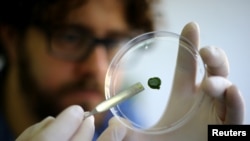 تامس اگانا، پروفسور دانشگاه سانتیاگوی شیلی نمونه پوست مصنوعی ساخته شده از جلبک را نشان میدهد