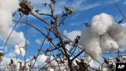 The U.S. has agreed to establish a $147 million dollar fund to help cotton farmers in Brazil and other countries improve their production.