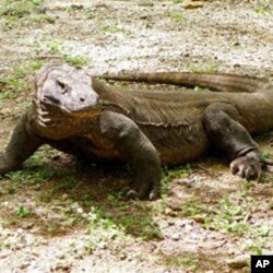 Indonesia Markets Rare Lizard as Tourist Draw