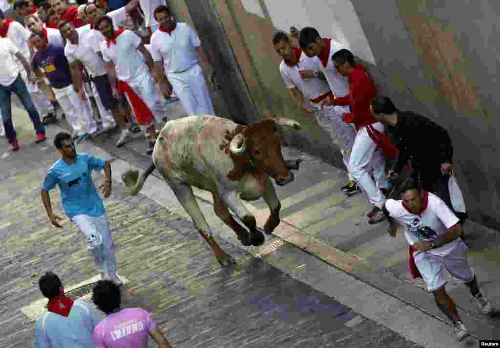 Runners get out of the way of a lone steer during the second running of the bulls of the San Fermin festival in Pamplona July 8, 2013. REUTERS/Susana Vera (SPAIN - Tags: ANIMALS SOCIETY) - RTX11GGZ