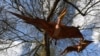 นักวิจัยพบฟอสซิลสัตว์เลื้อยคลานบินได้ใกล้เคียง 'มังกรในตำนาน' 