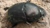 Dung Beetles Navigate Using a Celestial ‘Snapshot’ 