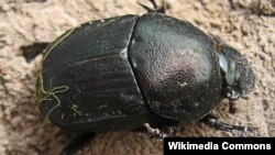 A new study shows that dung beetles take a snapshot of the sky and use the information to navigate.