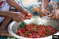Women in the village of Ballel Pathé prepare chili peppers collected from the fields, in Senegal's Matam region, May 18, 2017. (S. Christensen/VOA)