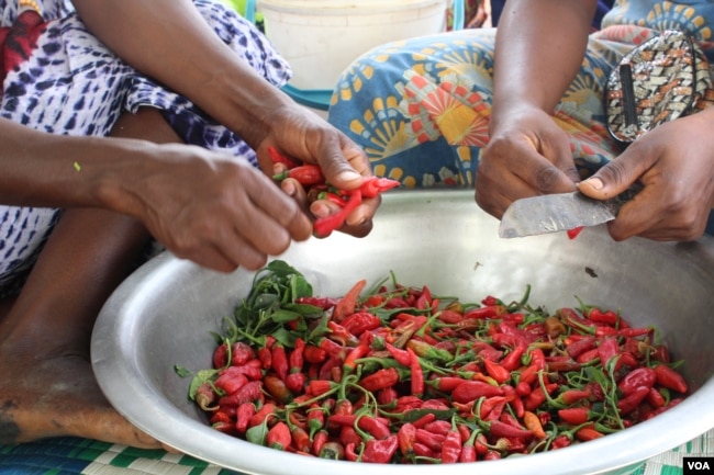 Women in the village of Ballel Pathé prepare chili peppers collected from the fields, in Senegal's Matam region, May 18, 2017. (S. Christensen/VOA)