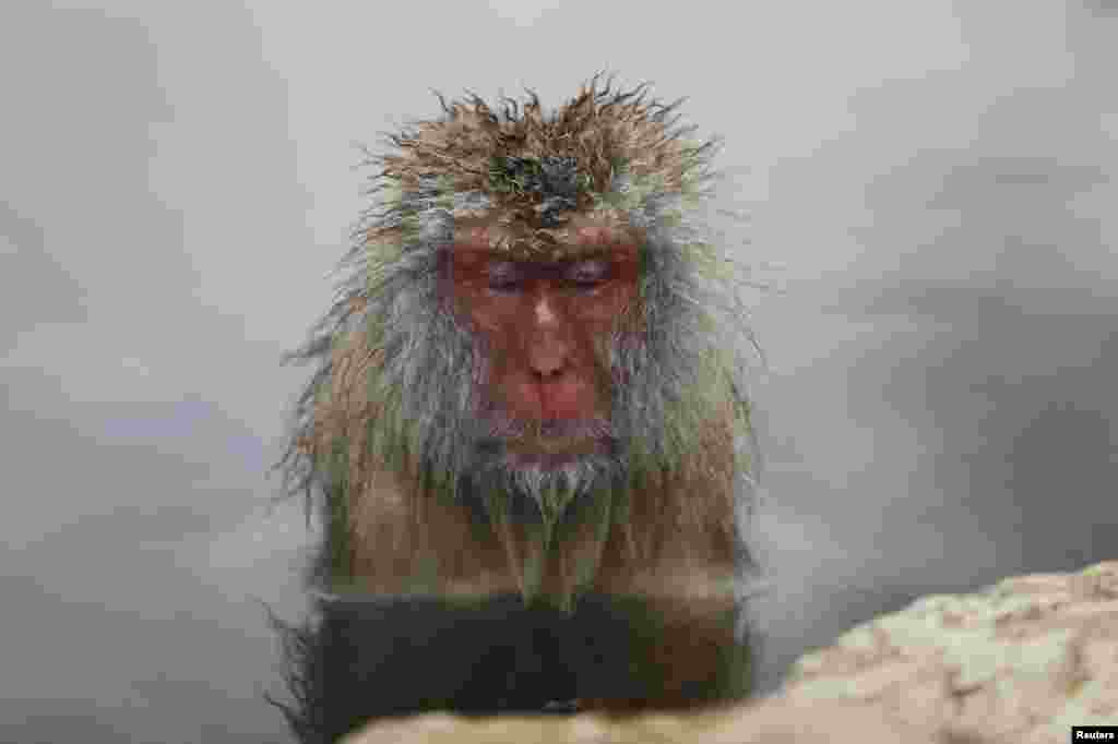 A Japanese Macaque (or Snow Monkey) soaks in a hot spring at a snow-covered valley in Yamanouchi town, central Japan.