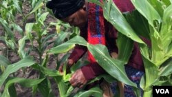 Farmer Violet Mloyi checks what the fall armyworm has done to her maize crop in just three days, in Gokwe, Zimbabwe, Feb, 2017. (S. Mhofu/VOA)