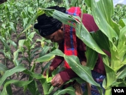 Farmer Violet Mloyi checks what the fall armyworm has done to her maize crop in just three days, in Gokwe, Zimbabwe, Feb, 2017. (S. Mhofu/VOA)