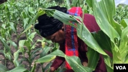 Farmer Violet Mloyi checks what the fall armyworm has done to her maize crop in just three days, in Gokwe, Zimbabwe. (S. Mhofu/VOA)
