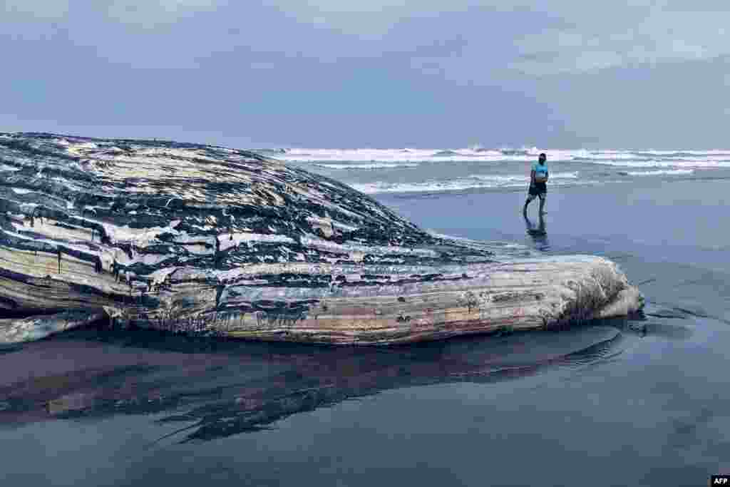 Handout picture released by the Guatemalan Protected Areas National Council (CONAP) showing a man walking next to a 13-meter-long dead humpack whale on El Tulate Beach, Guatemala, May 30, 2020.