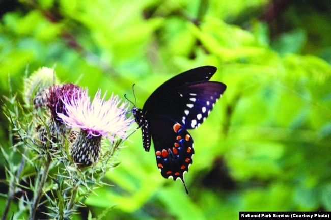 A butterfly in a grassy meadow