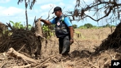 In this April 4, 2019, photo, Stephen Fonseca, a forensics expert who tries to find and name the dead, recovers a piece of clothing during a search for bodies in a field of ruined maize in Magaru, Mozambique.