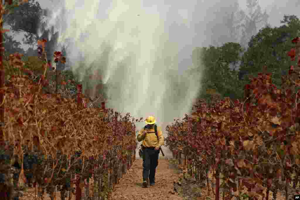 Firefighter Chris Oliver walks between grape vines as a helicopter drops water over a wildfire burning near a winery, Oct. 14, 2017, in Santa Rosa, California.