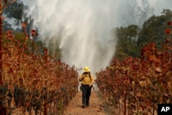 Firefighter Chris Oliver walks between grape vines as a helicopter drops water over a wildfire burning near a winery Saturday, Oct. 14, 2017, in Santa Rosa, California.