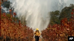 Firefighter Chris Oliver walks between grape vines as a helicopter drops water over a wildfire burning near a winery Saturday, Oct. 14, 2017, in Santa Rosa, Calif.