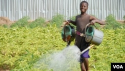 A boy in Benin waters food crops that are growing on land where agriculture previously failed. The water is pumped by means of solar power.(Courtesy SELF) 
