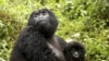 Efforts to Save Mountain Gorillas Show Signs of Progress