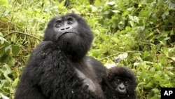 In this file photo from June 23, 2005, Kampanga, a female adult mountain gorilla, with her 6 months old offspring, is shown in the Volcanos National Park in Rwanda. (AP Photo/Riccardo Gangale)