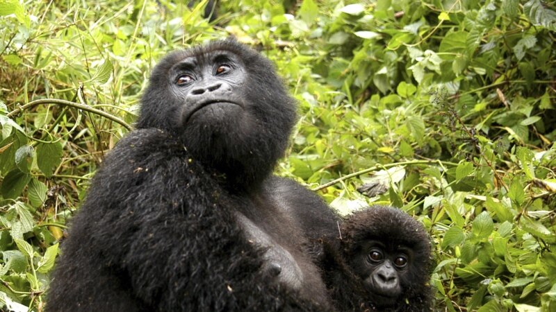 Efforts to Save Mountain Gorillas Show Signs of Progress