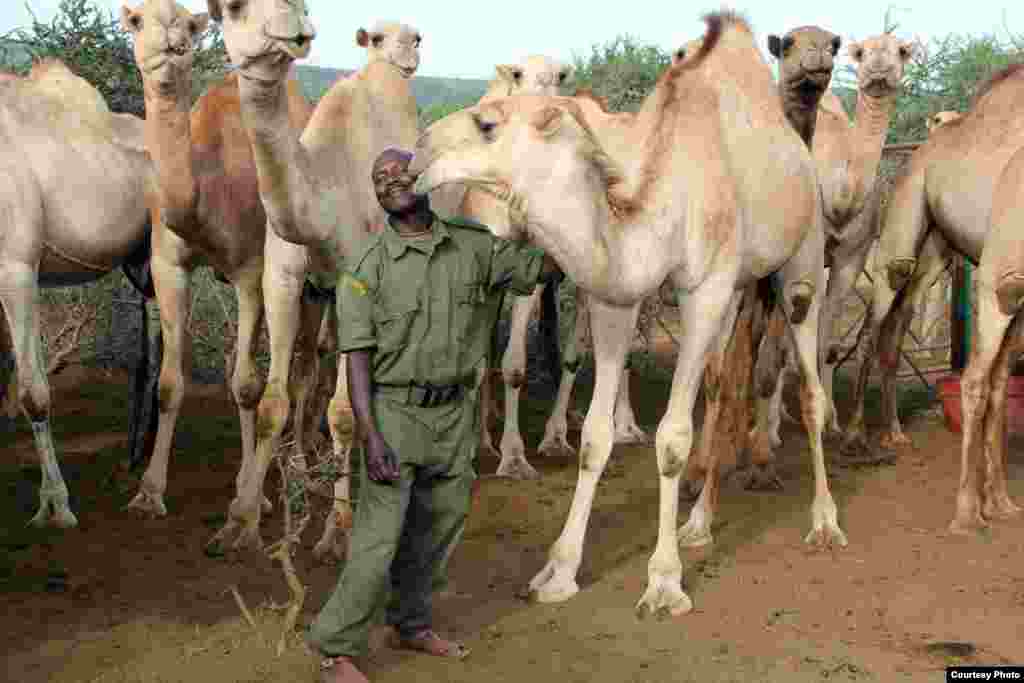 A camel gives the lead herder at Mpala, Stephen Moso, an affectionate nuzzle. (Sharon Deem, Saint Louis Zoo)