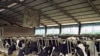 Úc ngưng bán phần lớn trâu bò sống cho Indonesia