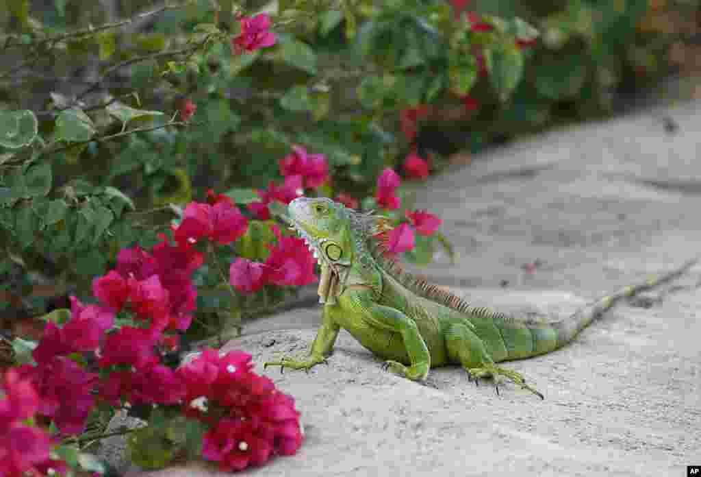 A green iguana checks out the flowers on a Bougainvillea plant, in Hollywood, Florida, Dec. 7, 2016.