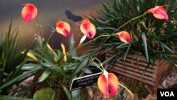 Izložba orhideja u Vašingtonu