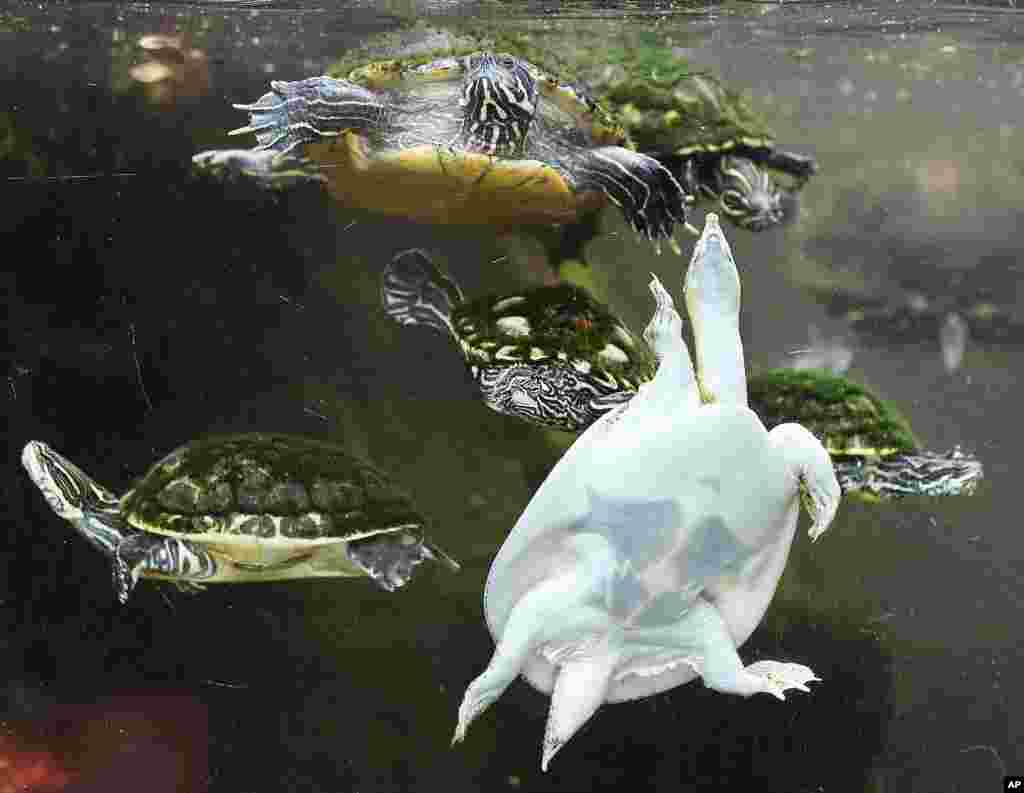 Various types of turtles swim in their pool in the zoo in Frankfurt, Germany.