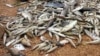 Việt Nam điều tra vụ cá chết hàng loạt ở miền Trung