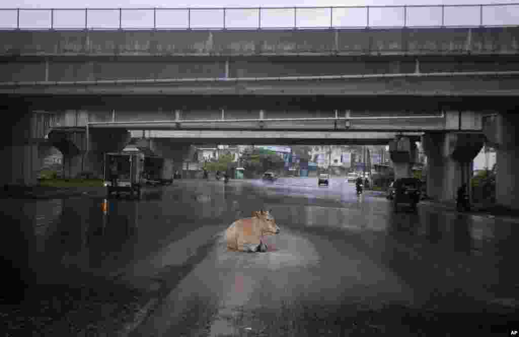 A cow takes refuge from rain under an overpass at a generally crowded intersection during a lockdown imposed to curb the spread of COVID-19 in Colombo, Sri Lanka.