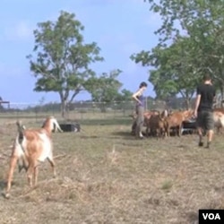 Lisa dan Christian Seger di peternakan kambing mereka, Blue Heron Farm di barat laut kota Houston, negara bagian Texas.