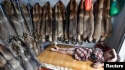 FILE - A vendor sleeps inside her store next to walls lined with mink fur at a fur market in Chongfu township, Zhejiang province September 13, 2013.