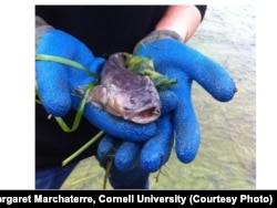 Plainfin midshipman fish in an undated photo.