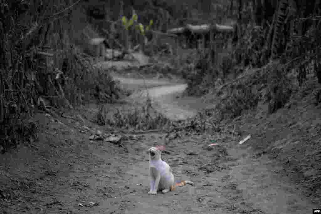 A cat yawns as it sits in a lane between ash-covered trees and buildings from the eruption of the Taal volcano, in the village of Buso Buso, Philippines.